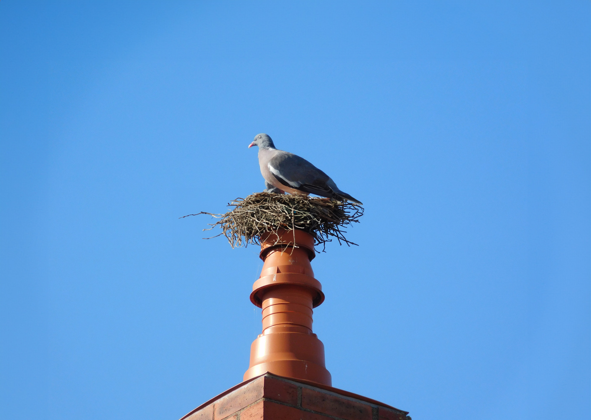bird nest removal in Canterbury | Kent